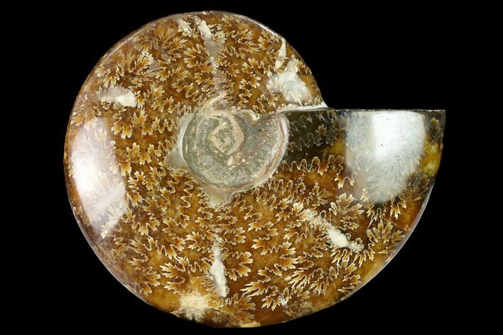 Polished Ammonite (Cleoniceras) Fossil - Madagascar #166678